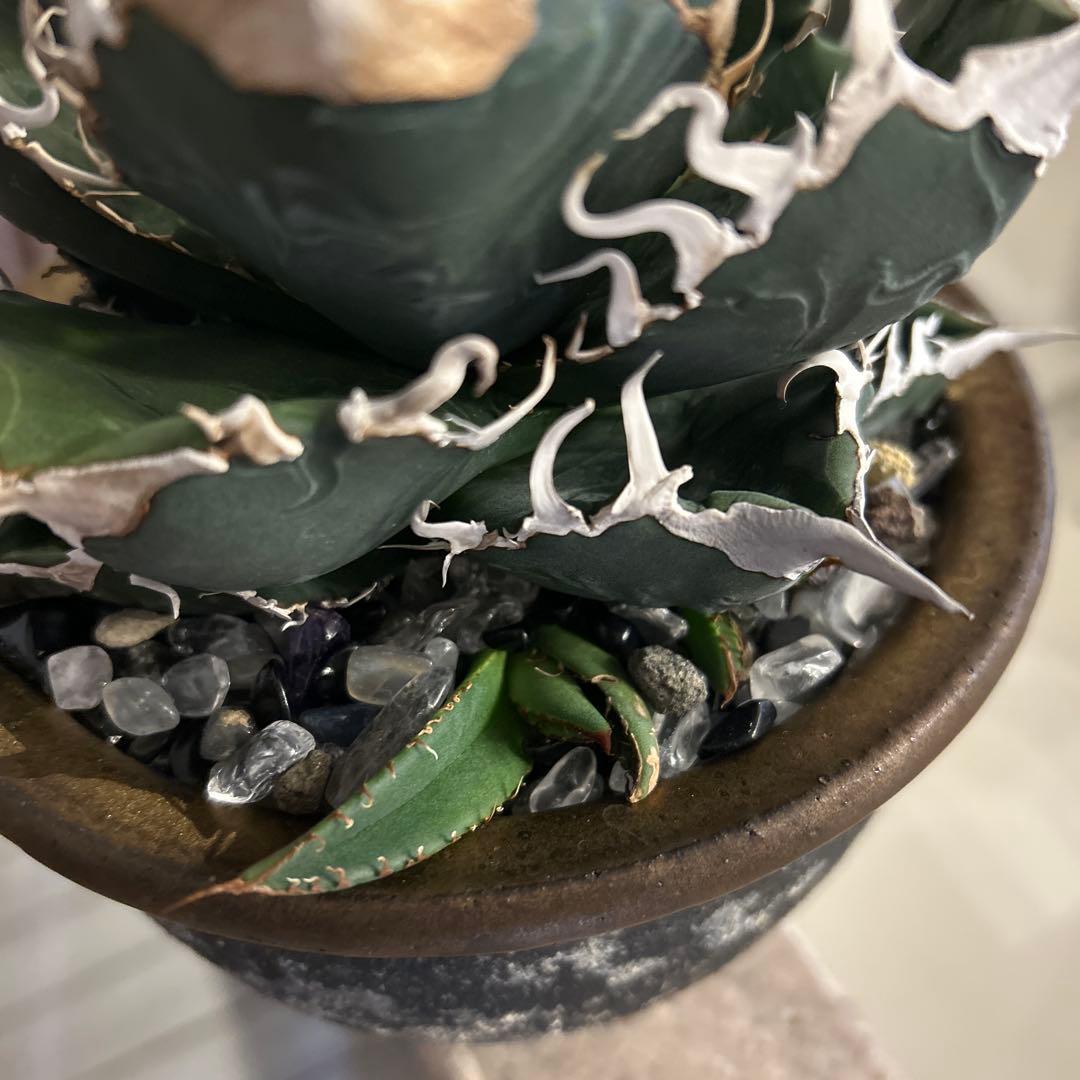 アガベ　スーパーチタノタ　カクタス血統　カキコ