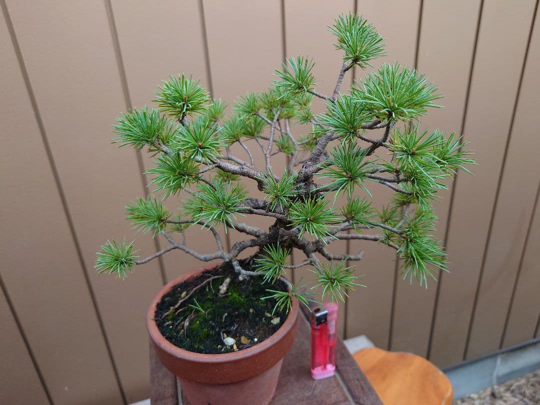 盆栽　五葉松　樹高21cm