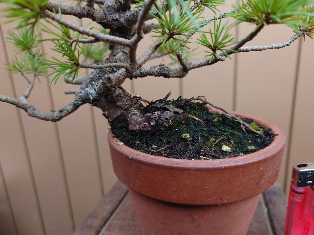 盆栽　五葉松　樹高21cm