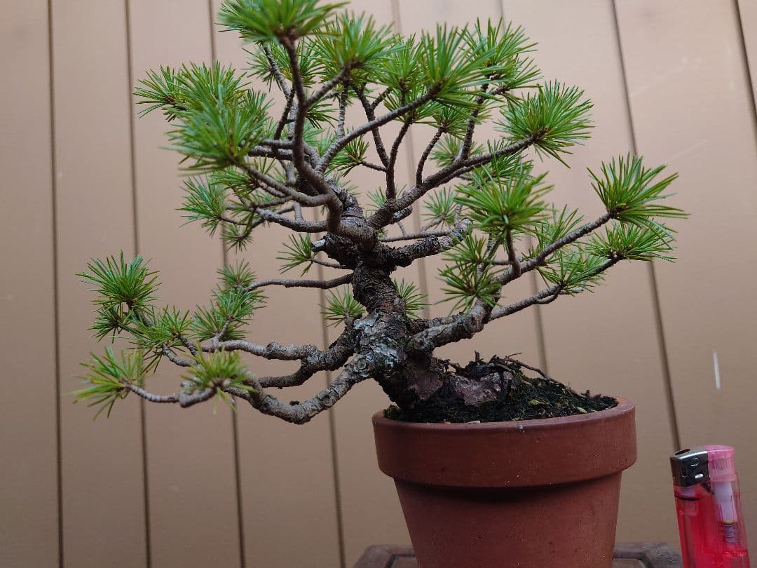 盆栽　五葉松　樹高21cm