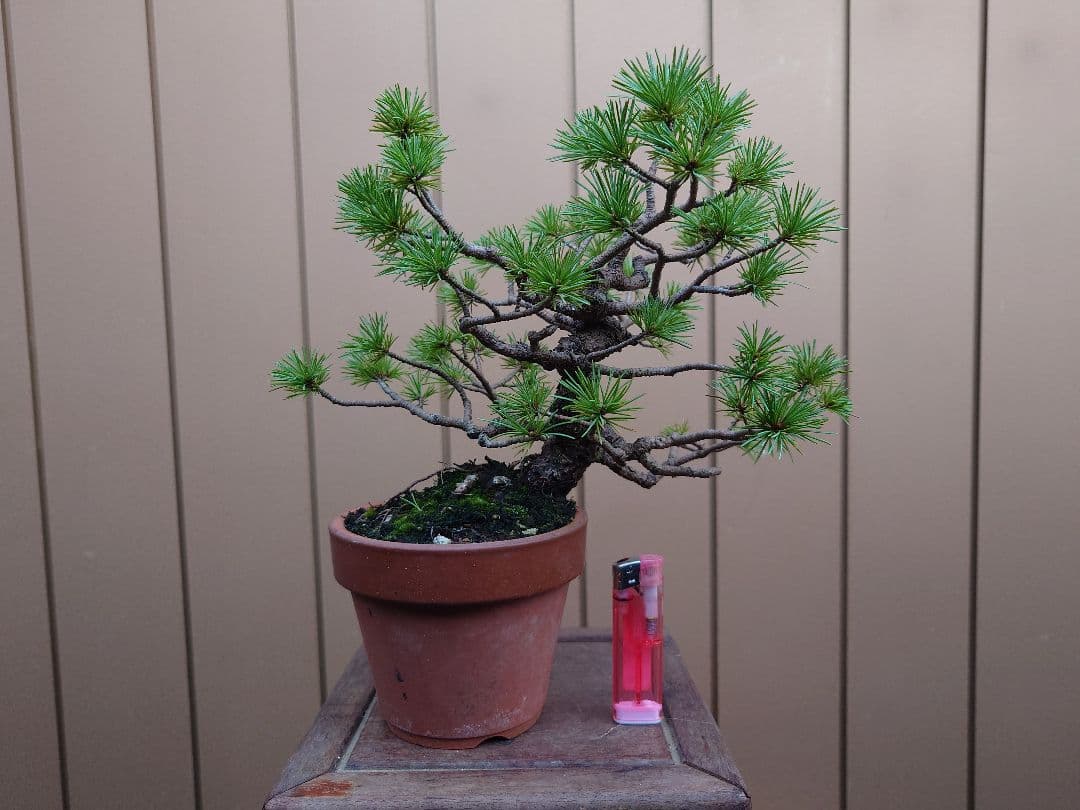 盆栽　五葉松　樹高21cm