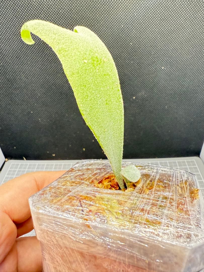 _　ビカクシダP. Gabriel子株