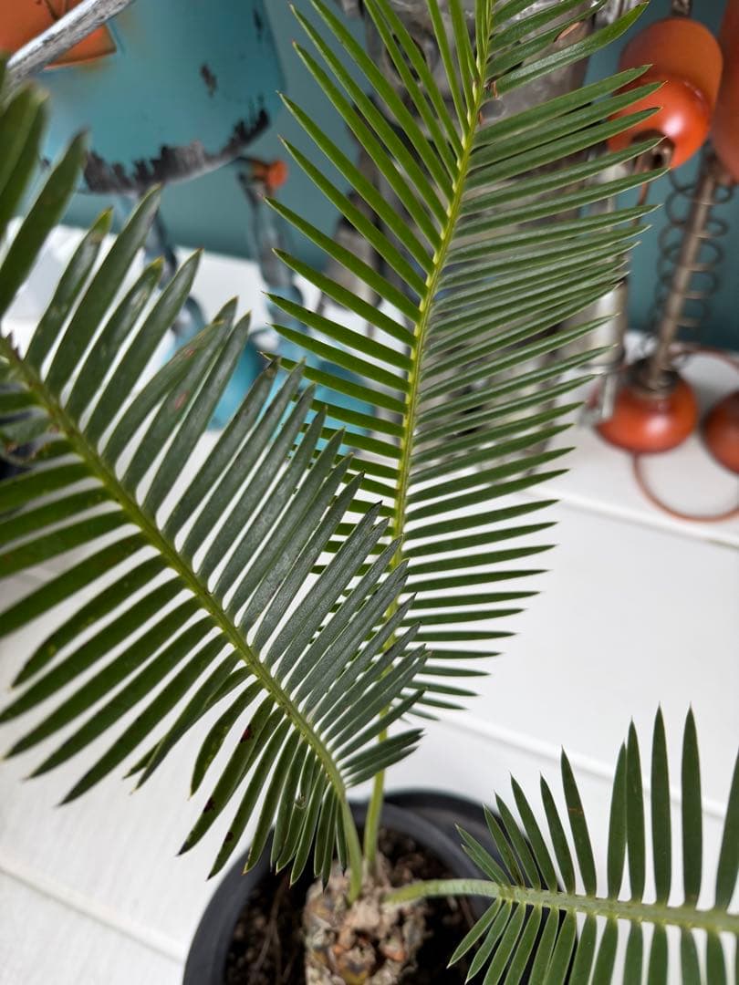 ディオーン・エデュレ / 国内実生 ソテツ 多肉 希少 レア ビザールプランツ