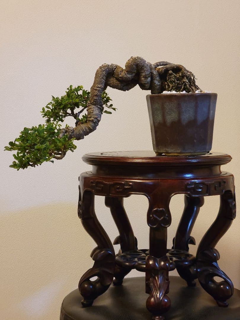 ミニ盆栽 盆栽 ムレスズメ盆栽 真柏盆栽 懸崖 真柏 黒松 赤松 五葉松