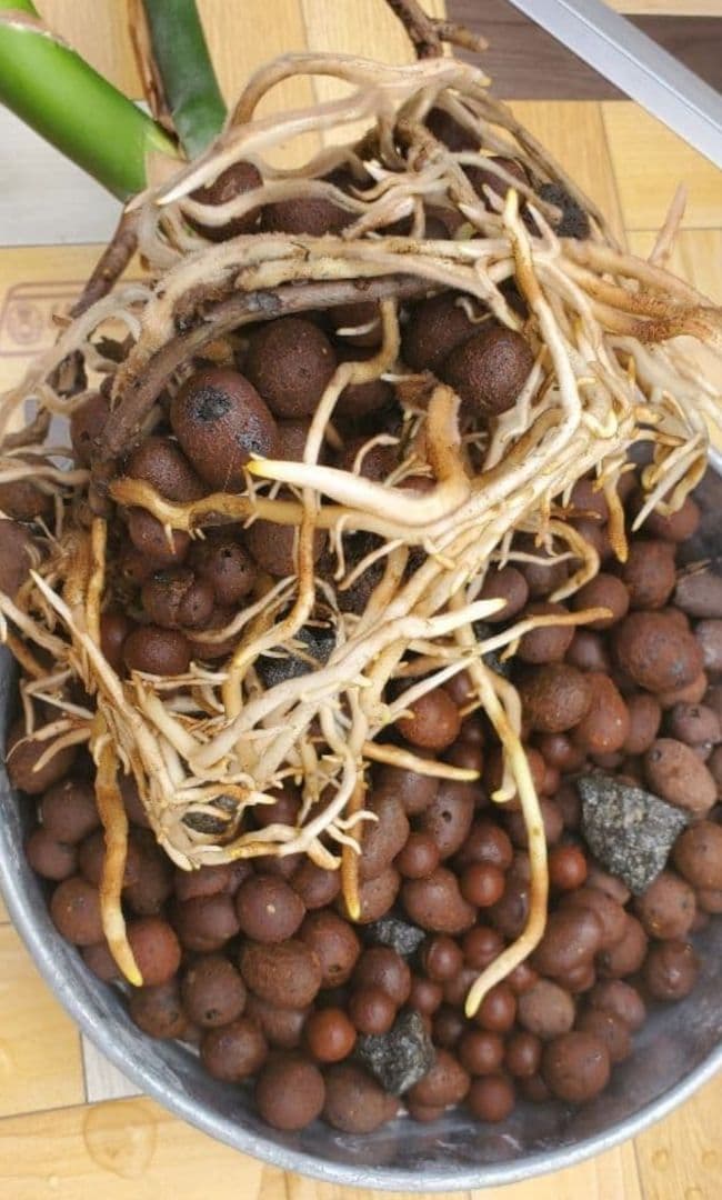 1㎏限定5セットのみ　奇跡の天然鉱石「ぐんぐん玉」観葉植物用です。