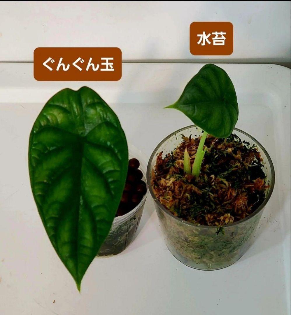1㎏限定5セットのみ　奇跡の天然鉱石「ぐんぐん玉」観葉植物用です。