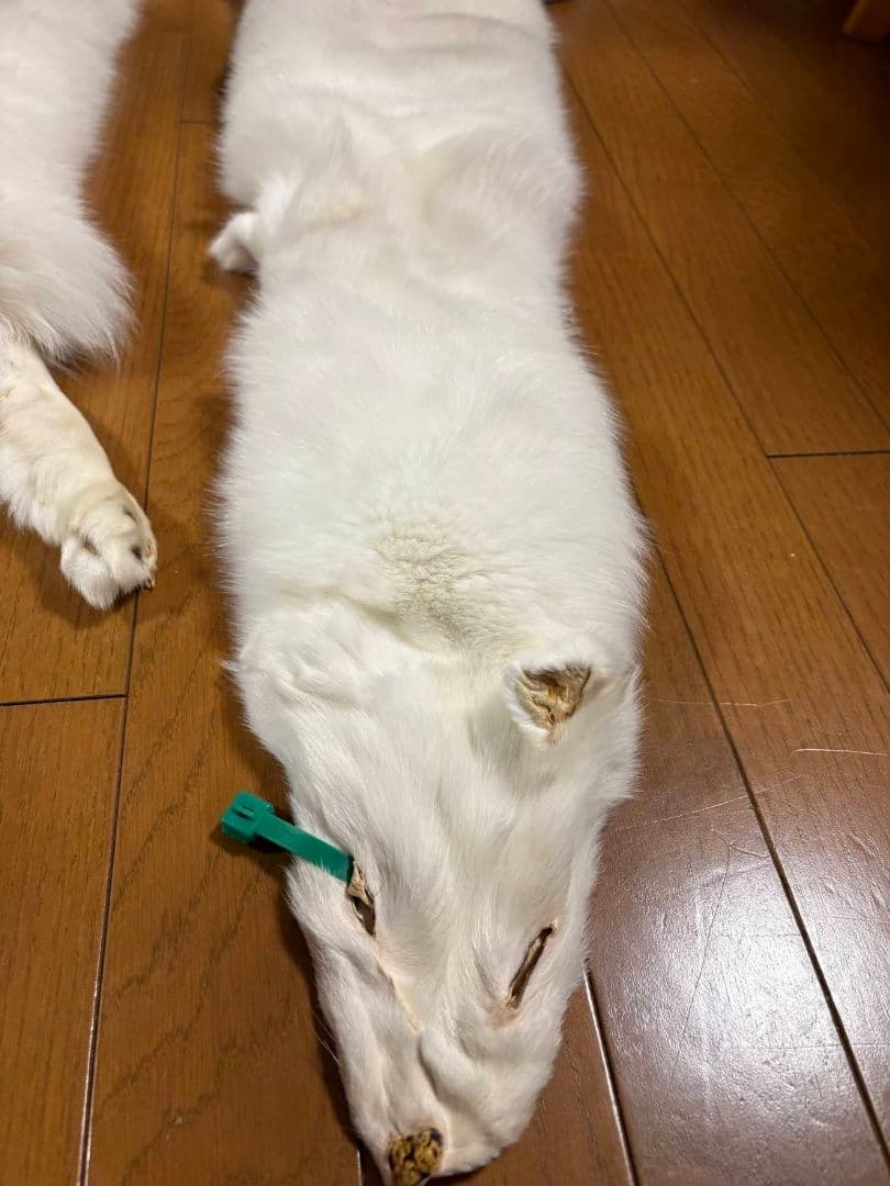 【値下げ】ホワイトフォックス　原皮