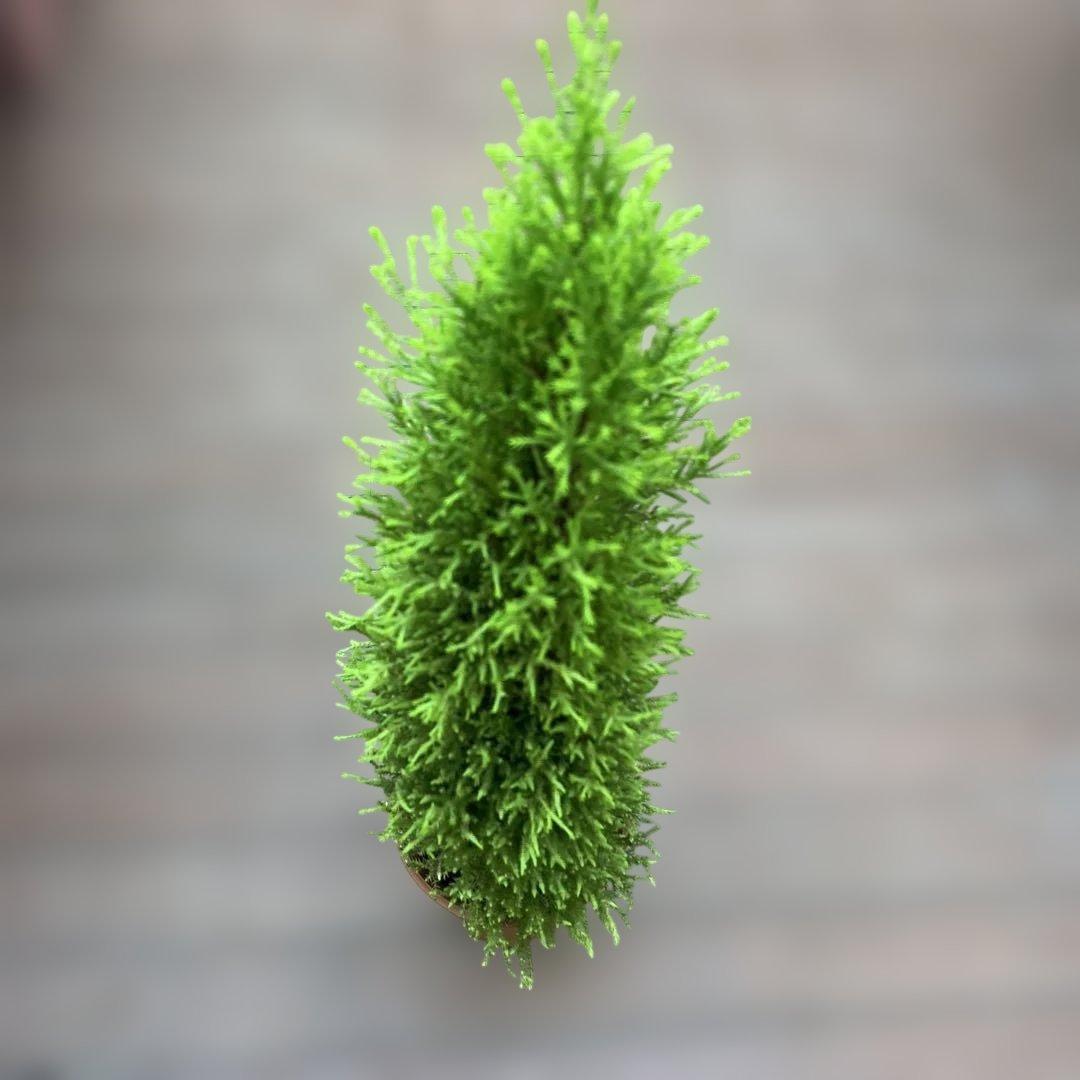 ゴールドクレスト苗木　70センチ