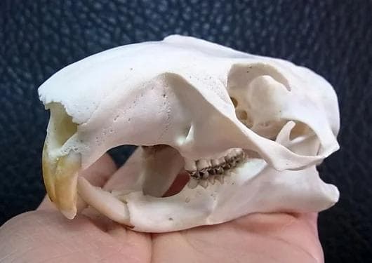 アメリカ便　ウッドチャックの頭骨