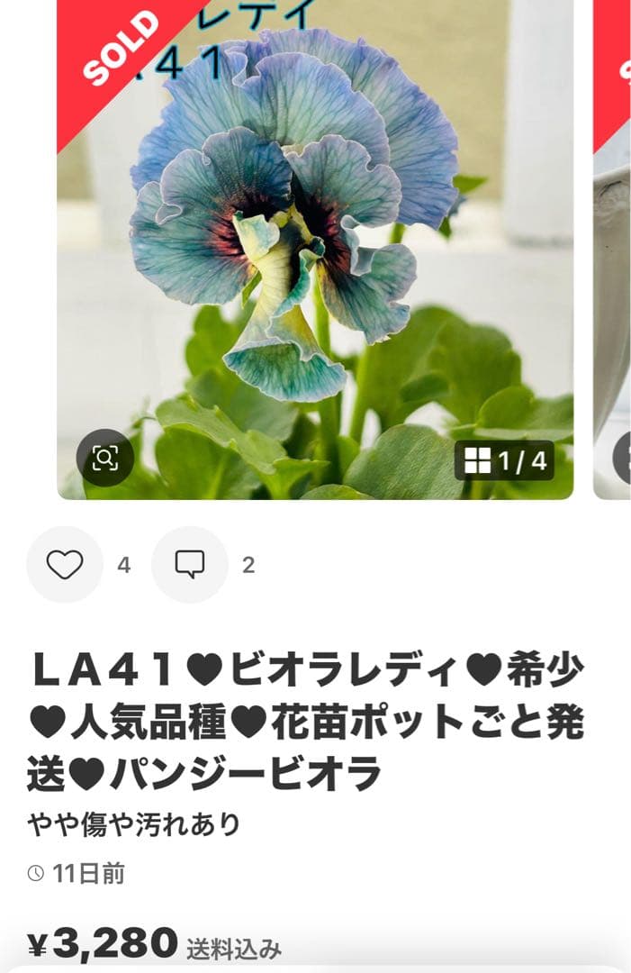 ◆◆MIYABIさま　Ｋ３９♥アンティークフリルパンジー　フルール　合計6ポット