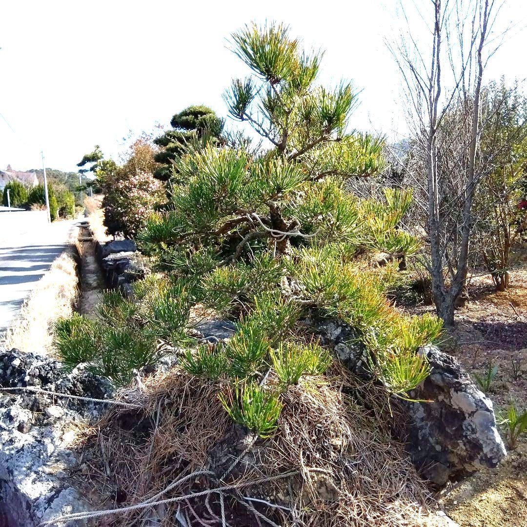 黒松付き、名石