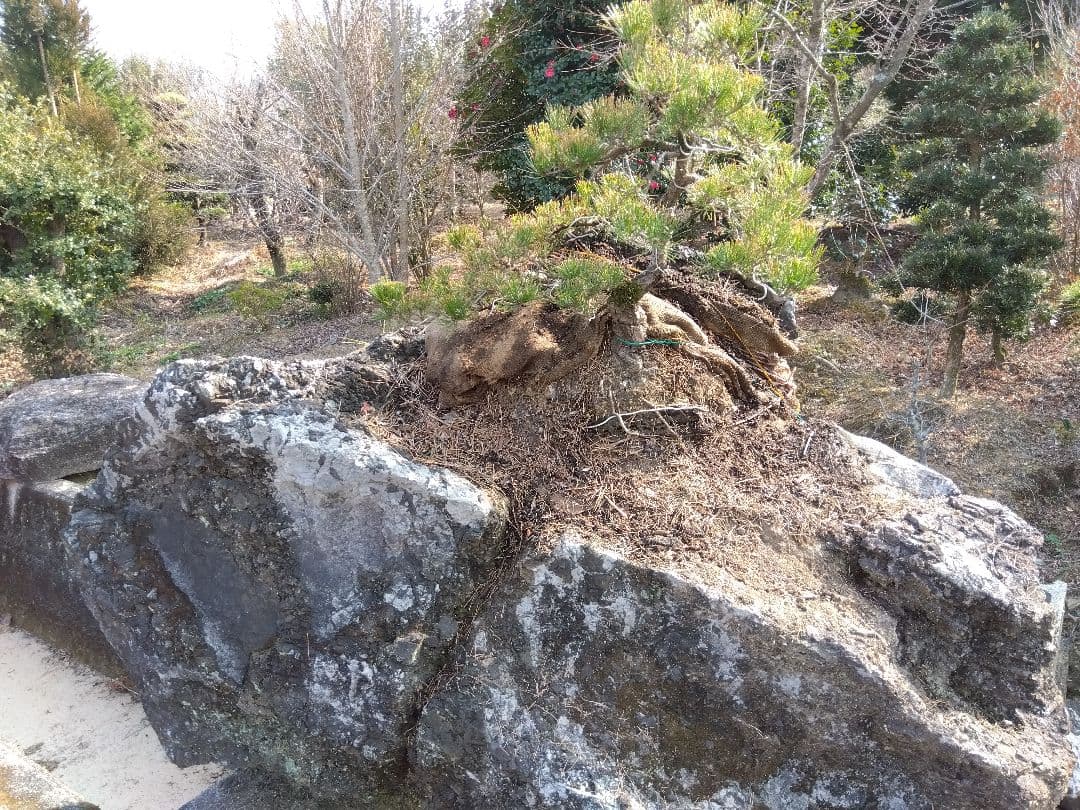 黒松付き、名石