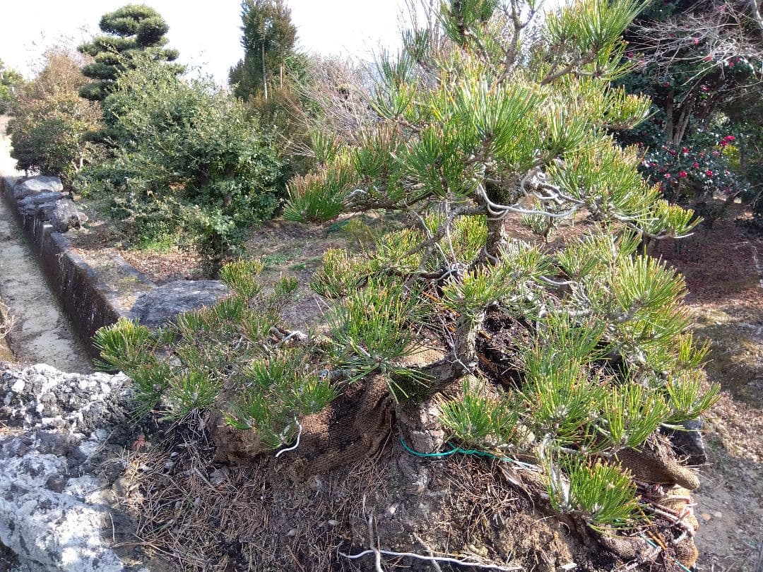 黒松付き、名石