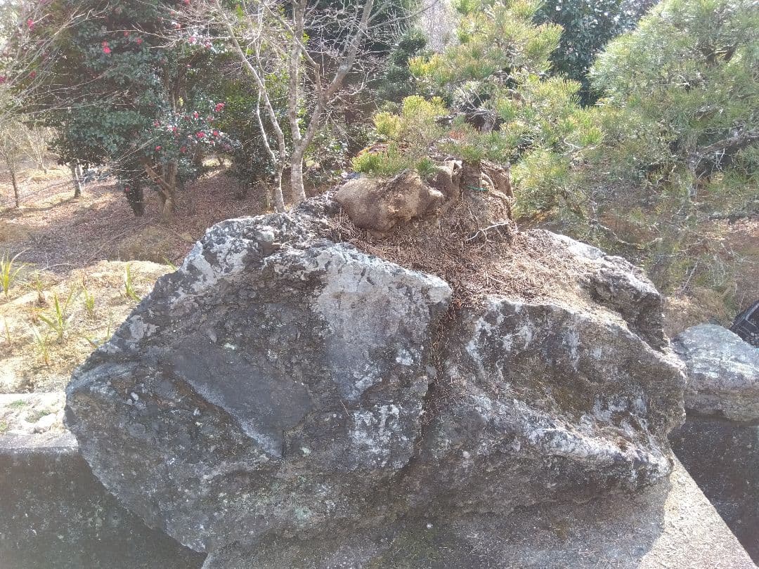 黒松付き、名石