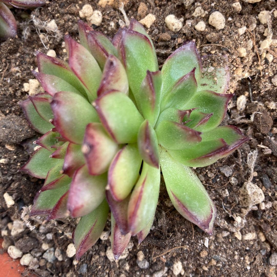 アーオーァライ　多肉植物　エケベリア　抜き苗　二頭1苗