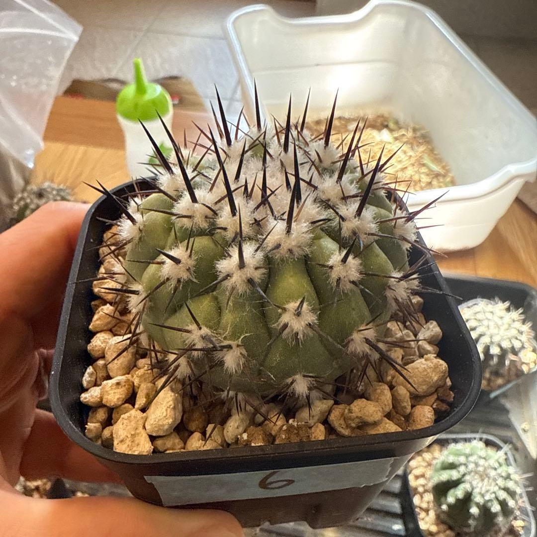 黒王丸　実生　接木　台付　発根済　6