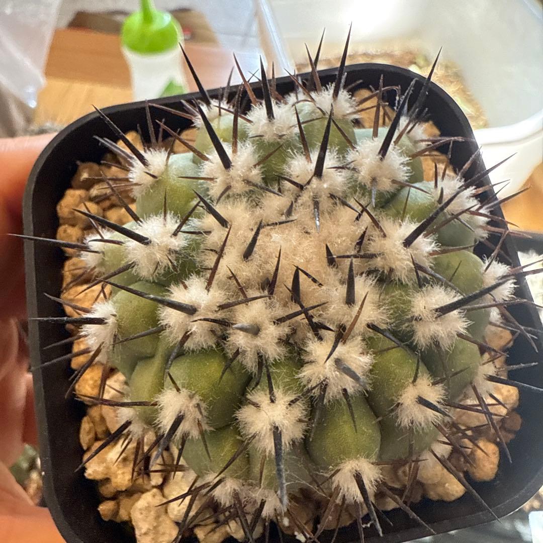 黒王丸　実生　接木　台付　発根済　6