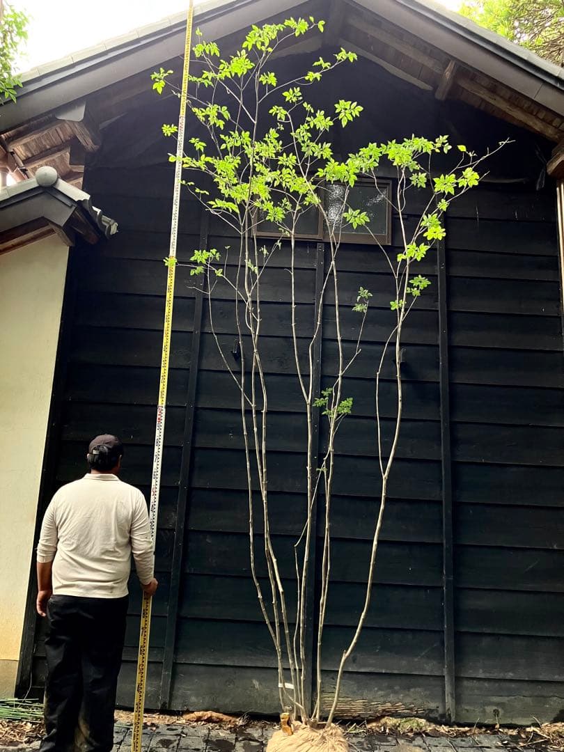 9 山採り　アオダモ