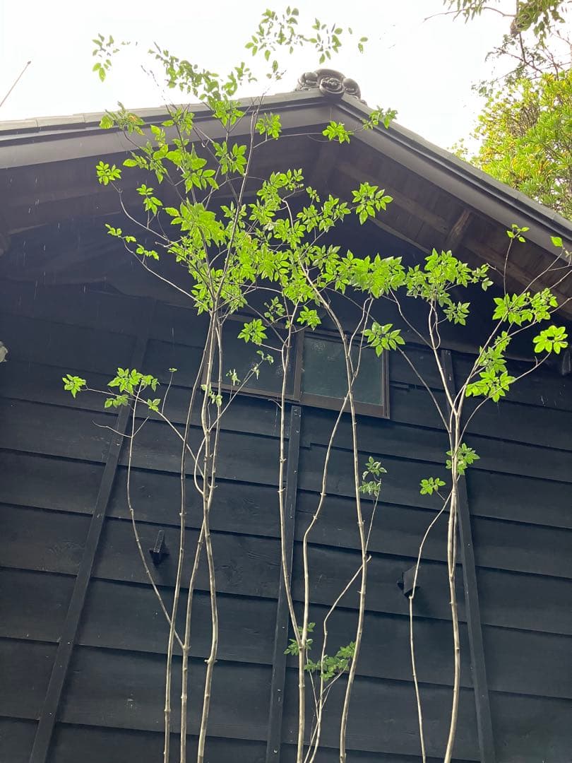 9 山採り　アオダモ