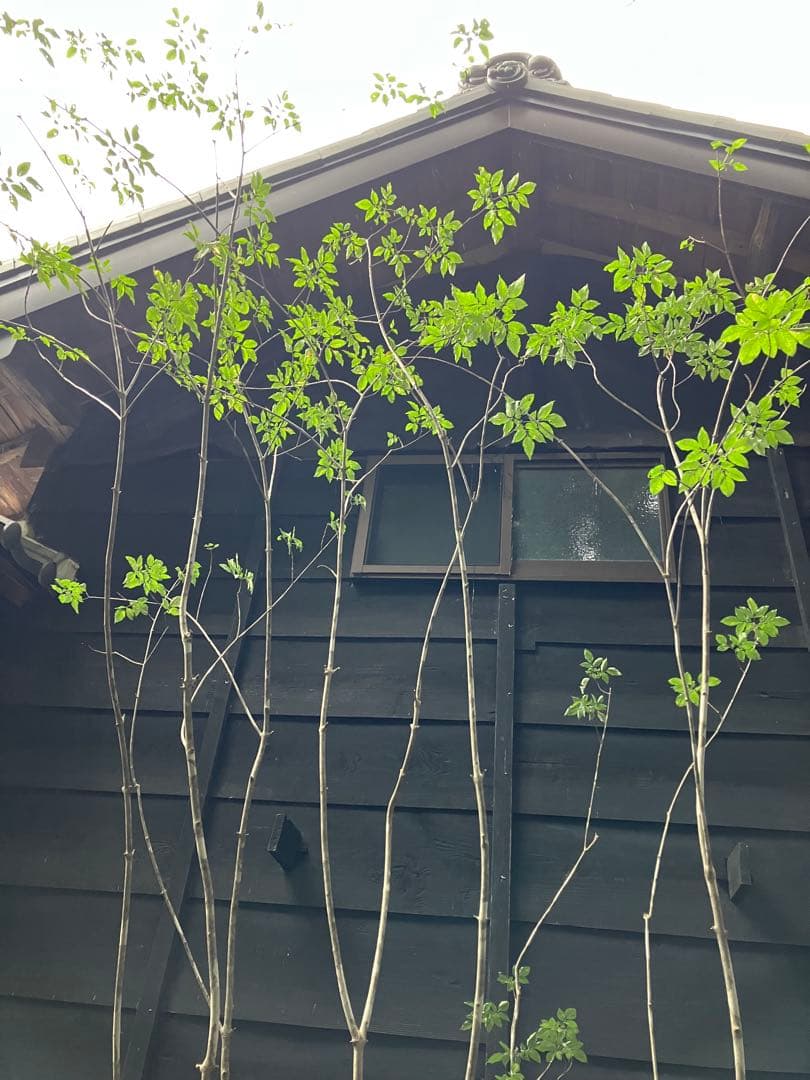 9 山採り　アオダモ