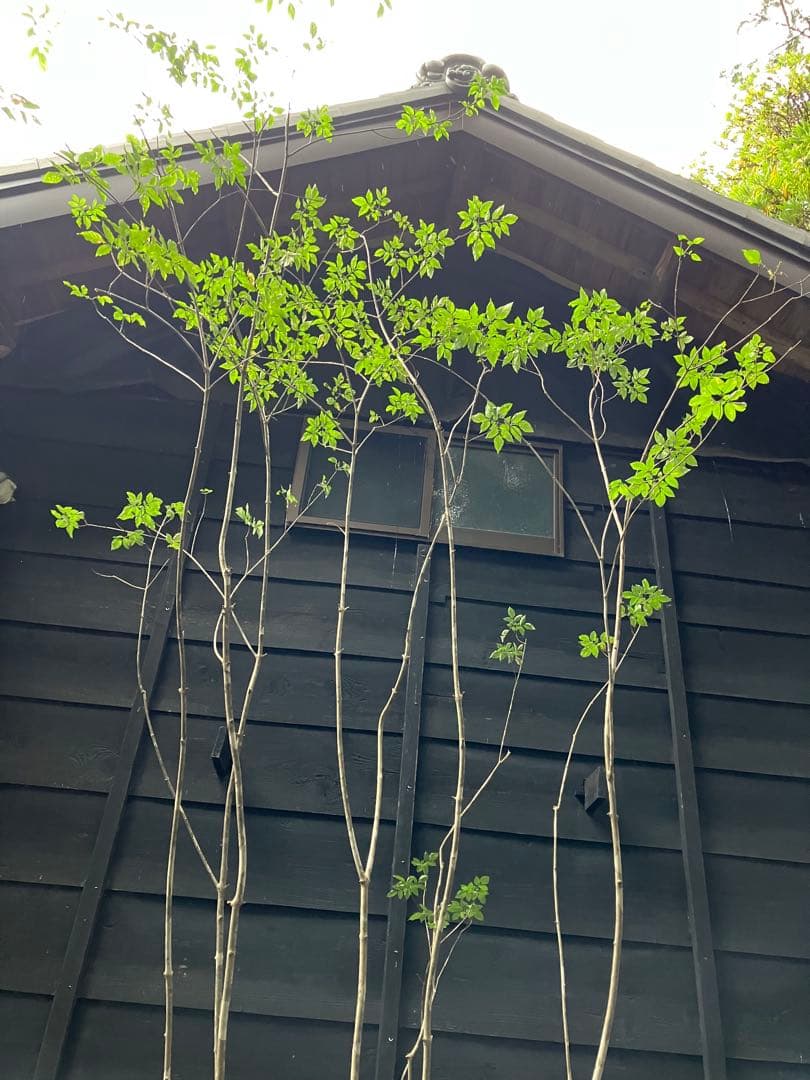 9 山採り　アオダモ