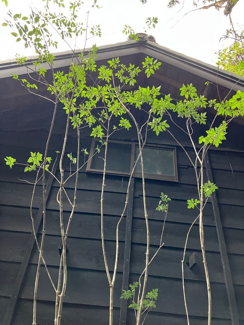 9 山採り　アオダモ