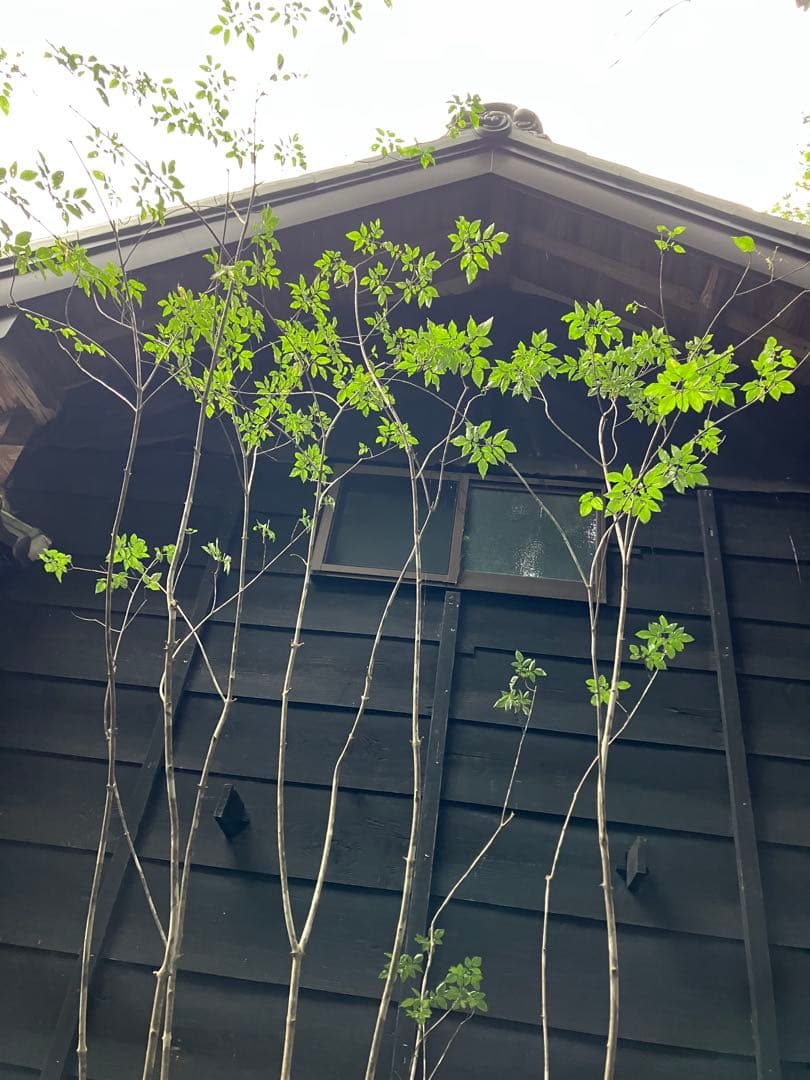 9 山採り　アオダモ