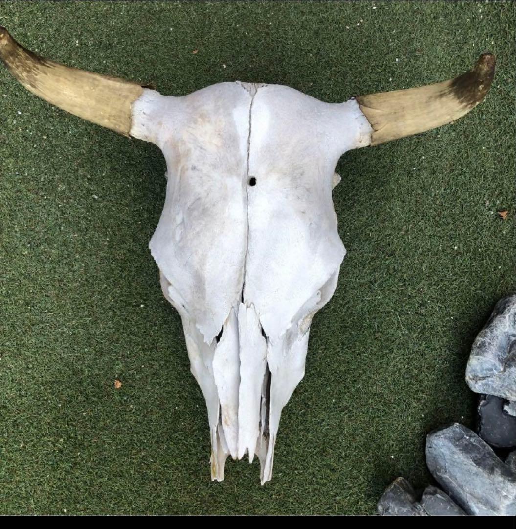 激レア　本物　バッファロースカルヘッド頭蓋骨インテリア