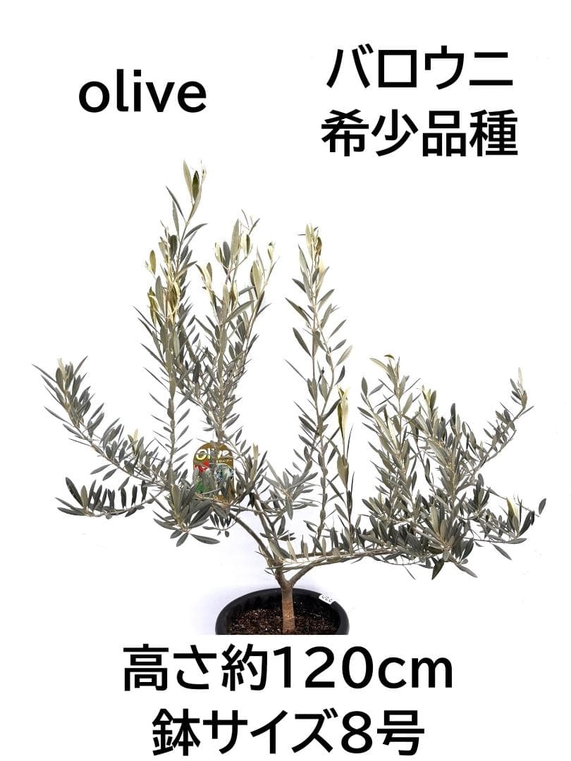 オリーブの木　バロウニ　8号　約120cm　K-330　希少品種　現品掲載