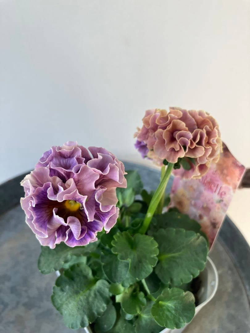 ビオラ　ディアーナ　①ポット苗　、その他リクエスト