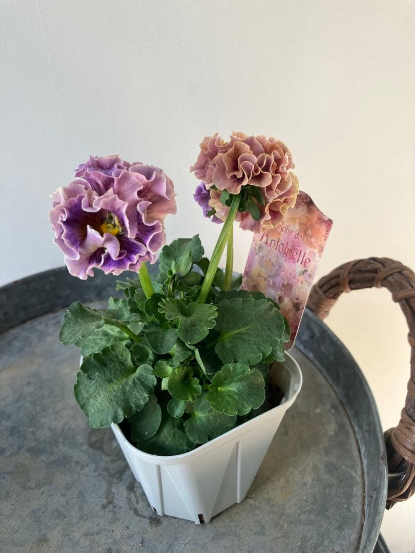 ビオラ　ディアーナ　①ポット苗　、その他リクエスト