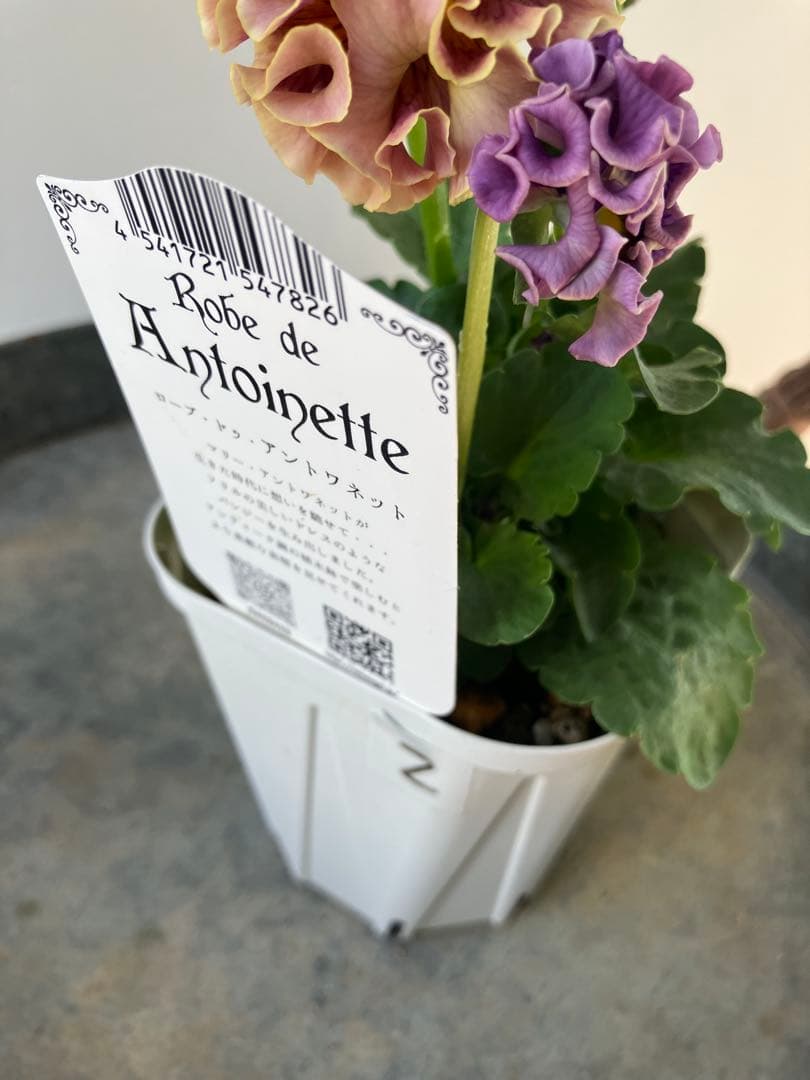 ビオラ　ディアーナ　①ポット苗　、その他リクエスト