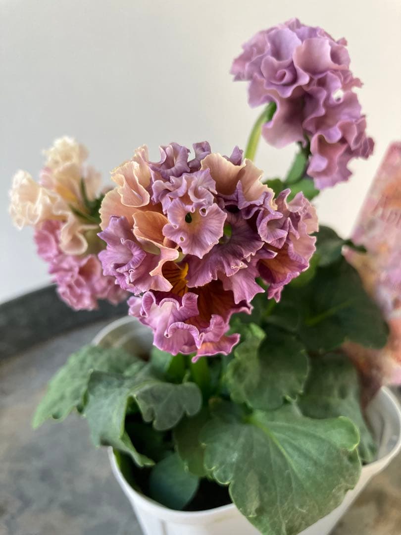 ビオラ　ディアーナ　①ポット苗　、その他リクエスト