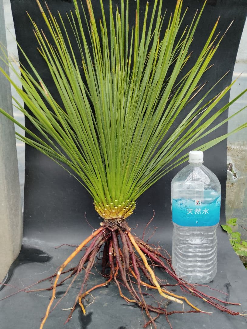 ユッカ　トンプソニアーナ