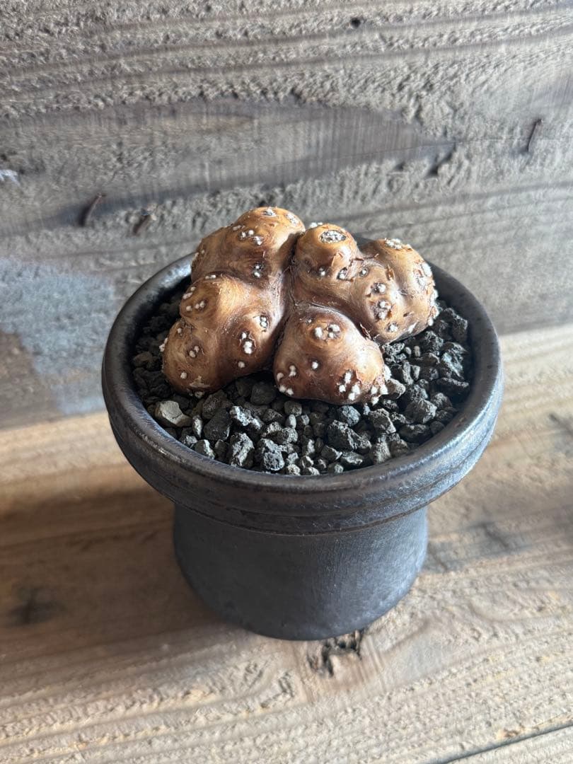 【美形株】 オトンナ カカリオイデス チレコドン ピグマエア ムルチ　現地球