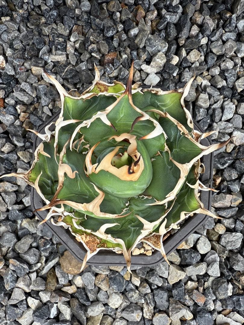 アガベ　チタノタ　白鯨　lize産　発根済み　台湾鉢5号