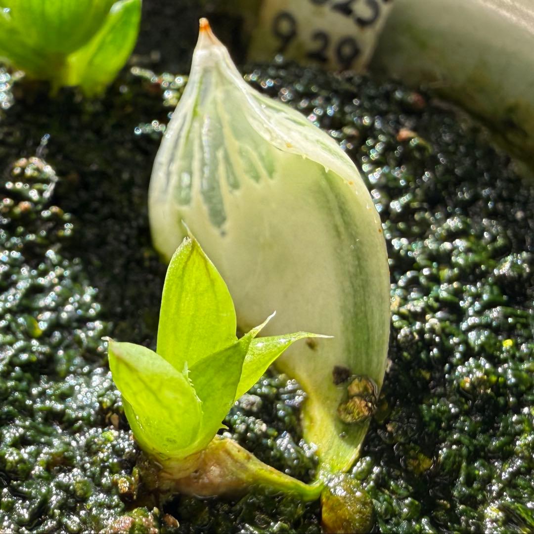 ハオルチア⭐️白蛇伝 葉挿し⭐️ 発根済み、美品、すくすく成長中！