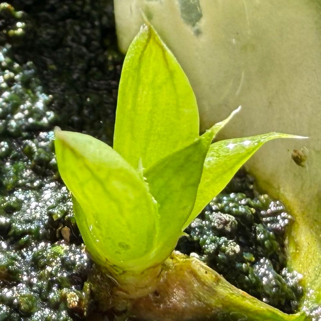 ハオルチア⭐️白蛇伝 葉挿し⭐️ 発根済み、美品、すくすく成長中！