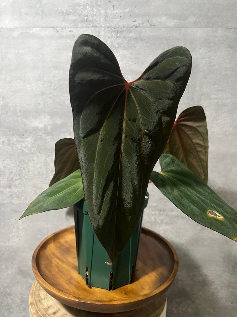 【トップカット】アンスリウムpapi FS/RVDP X Sp.nov.df