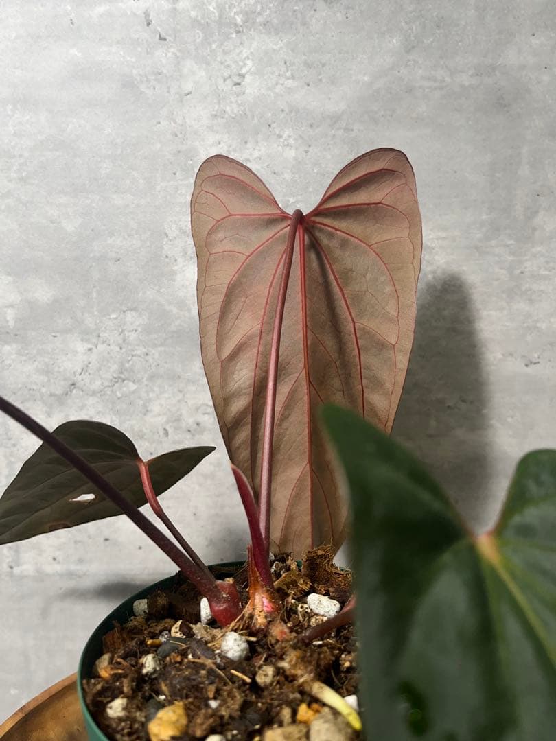 【トップカット】アンスリウムpapi FS/RVDP X Sp.nov.df