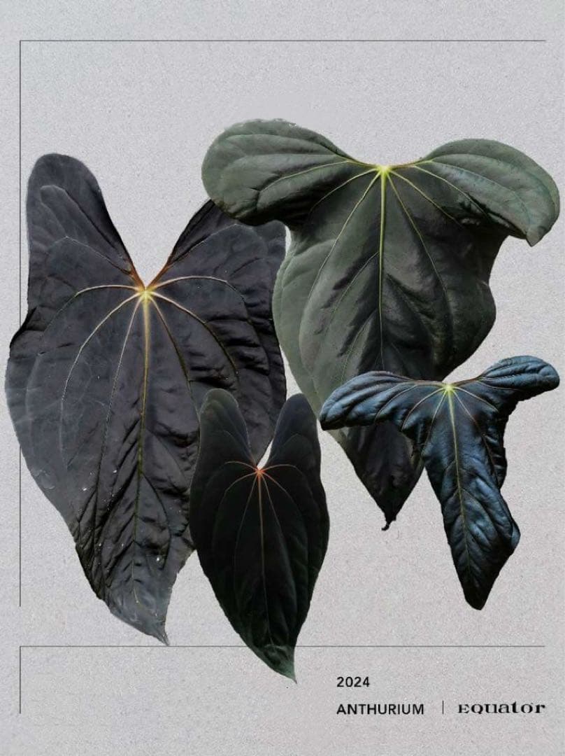 【トップカット】アンスリウムpapi FS/RVDP X Sp.nov.df