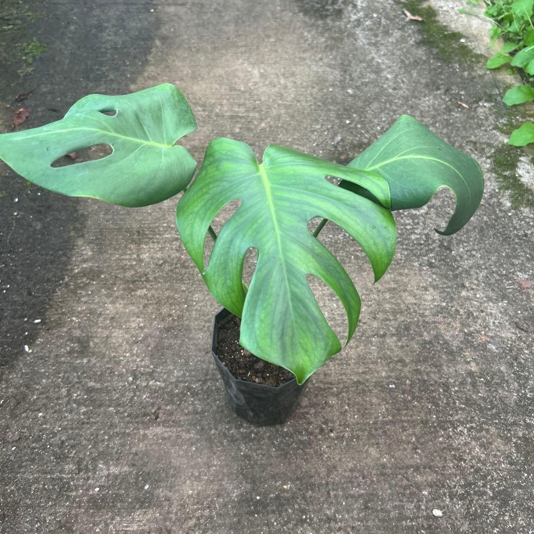 モンステラ デリシオサ メデューサ