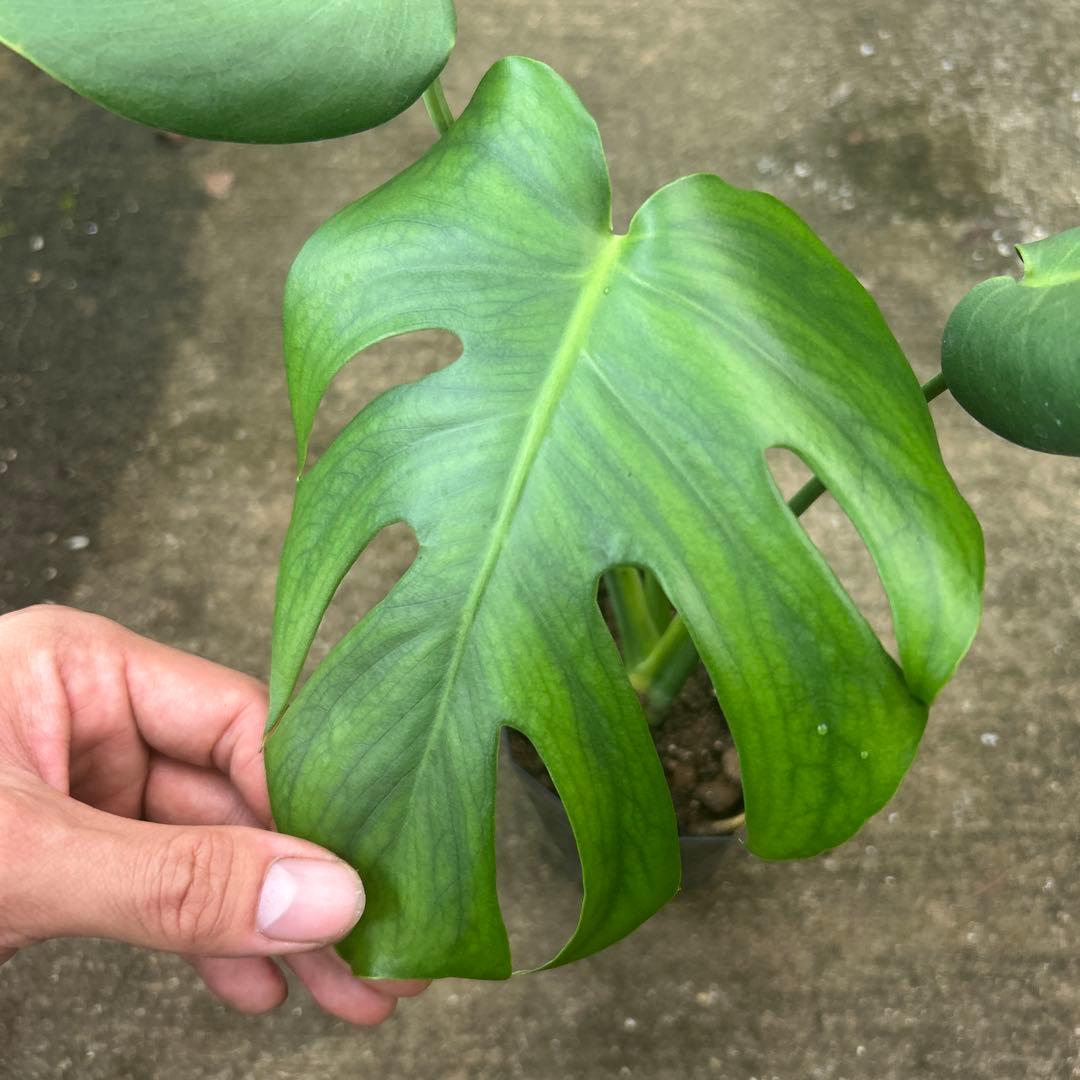 モンステラ デリシオサ メデューサ