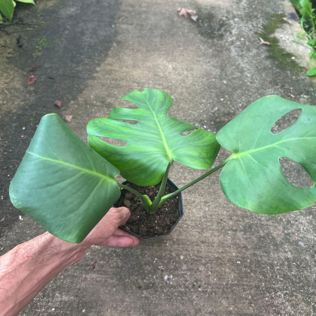 モンステラ デリシオサ メデューサ