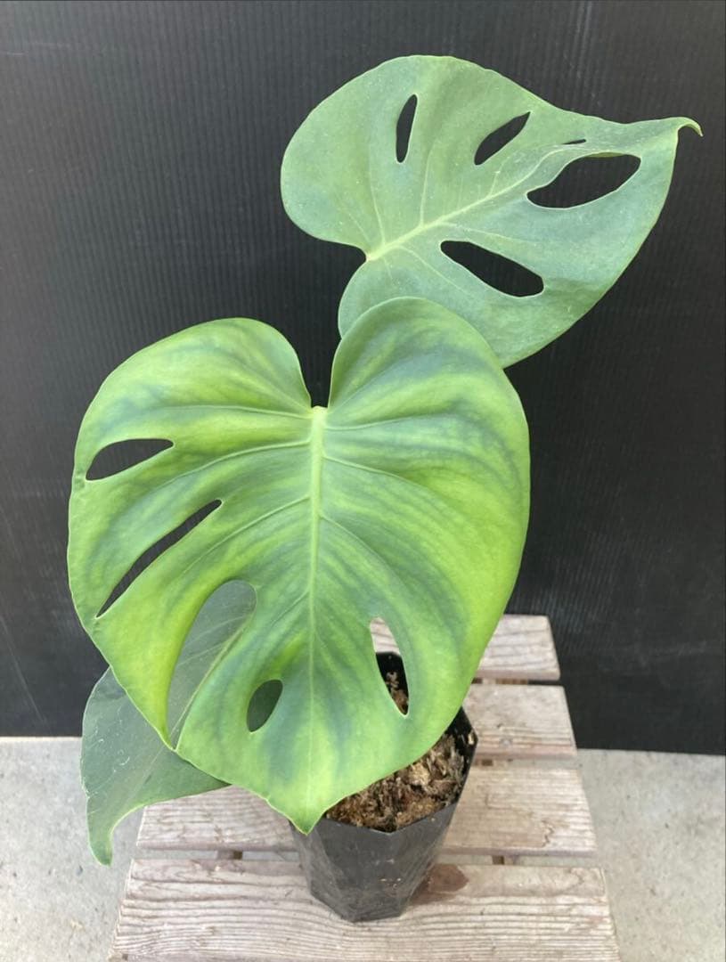 モンステラ デリシオサ メデューサ