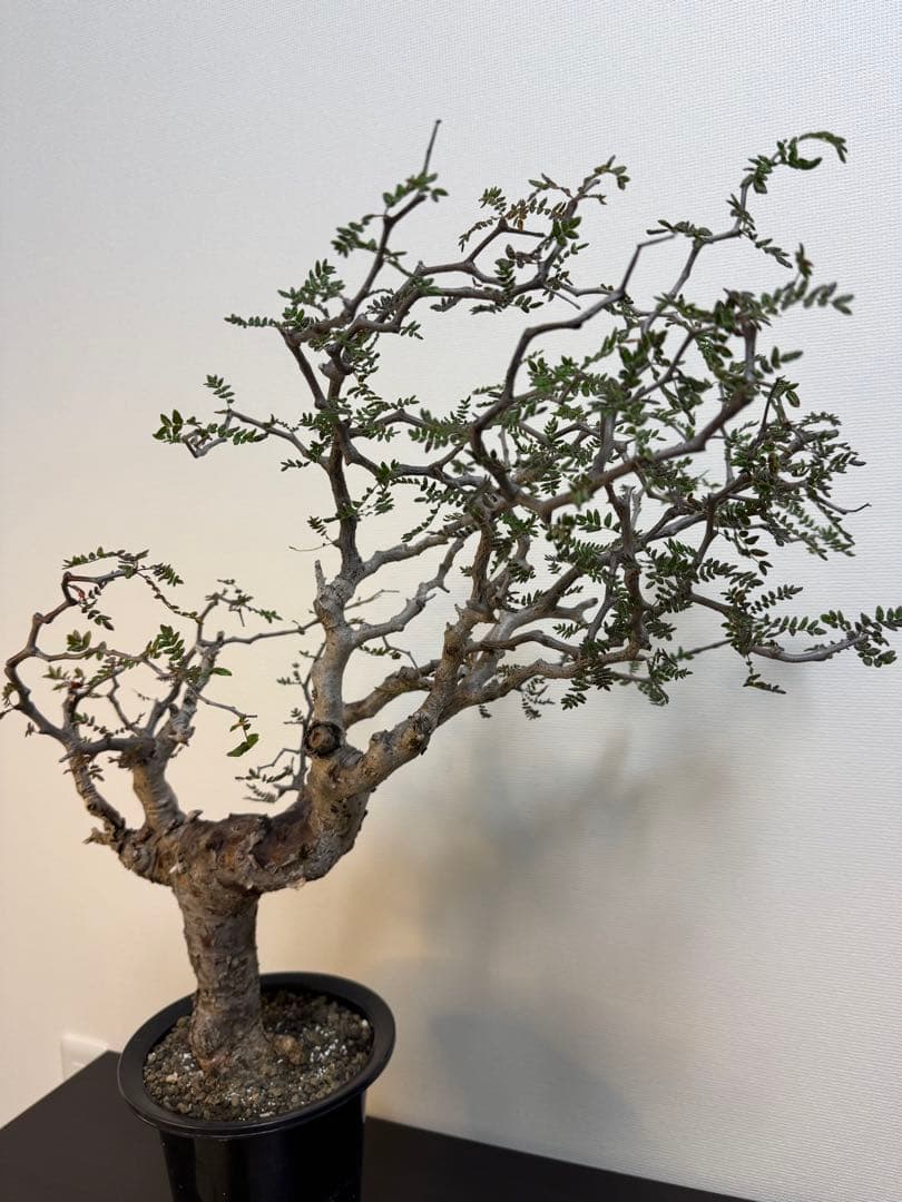 コミフォラ　モンストローサ　現地球良型　発根済み