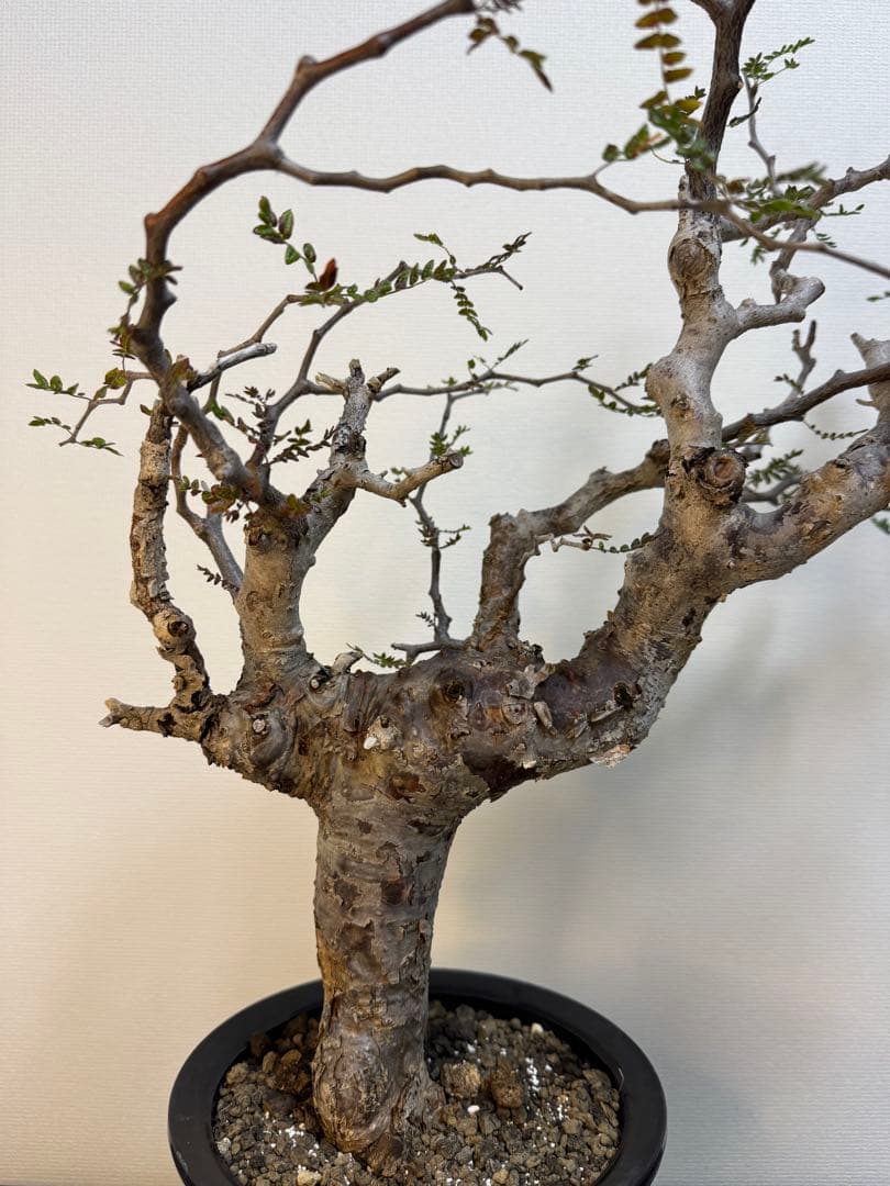 コミフォラ　モンストローサ　現地球良型　発根済み