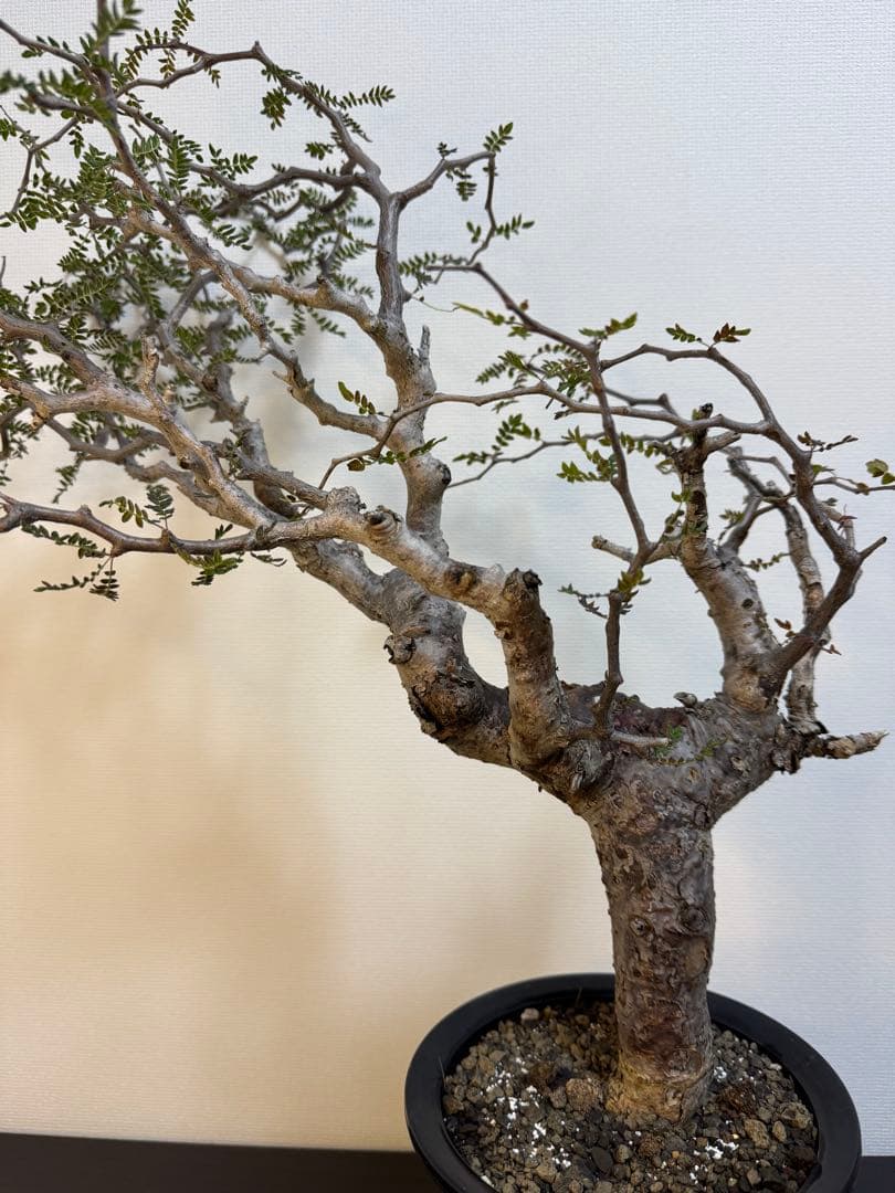 コミフォラ　モンストローサ　現地球良型　発根済み