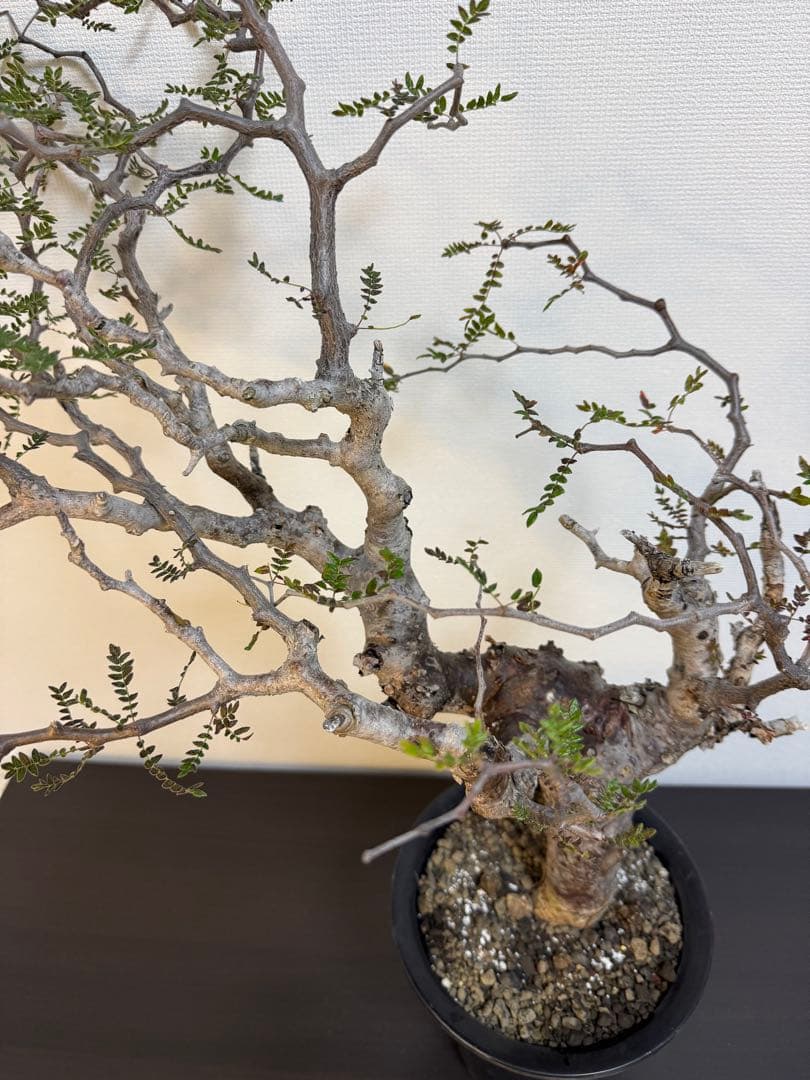 コミフォラ　モンストローサ　現地球良型　発根済み