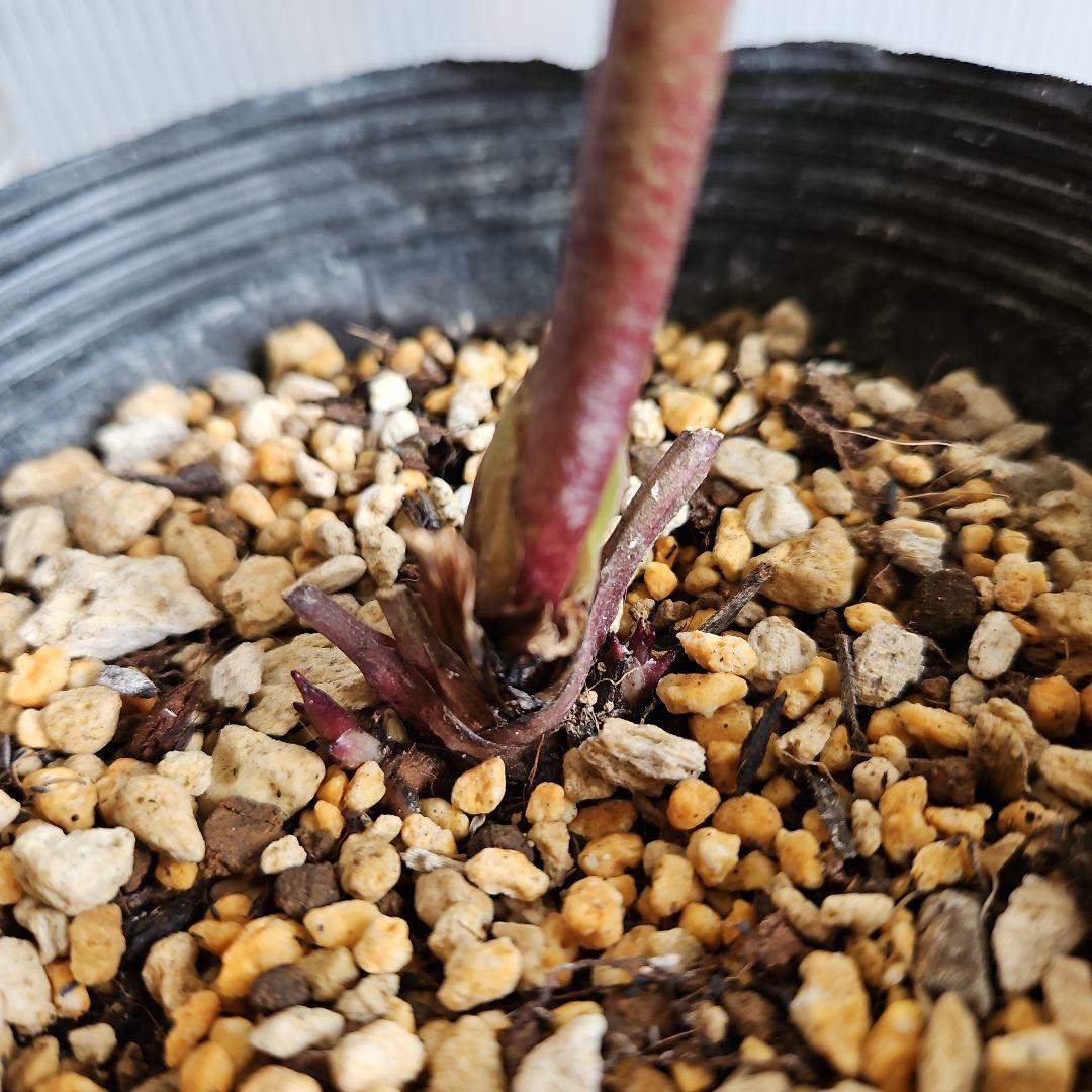 謙信様ご購入苗㉖-396クリスマスローズ